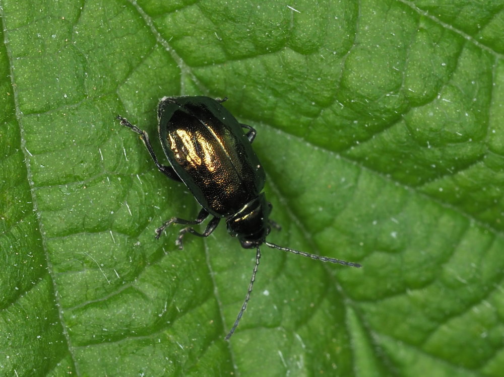 Chrysomelidae: Altica sp.