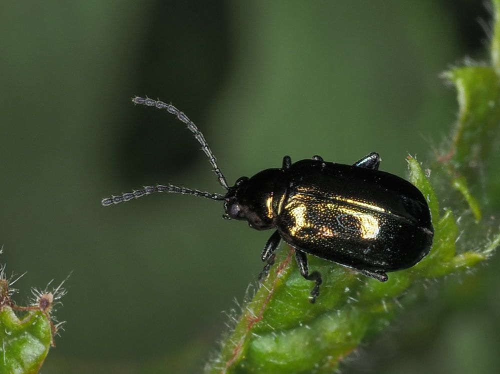 Chrysomelidae: Altica sp.