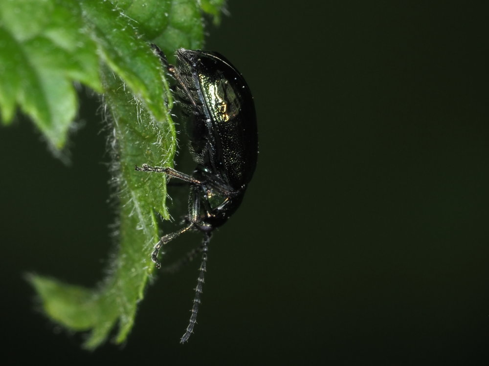 Chrysomelidae: Altica sp.