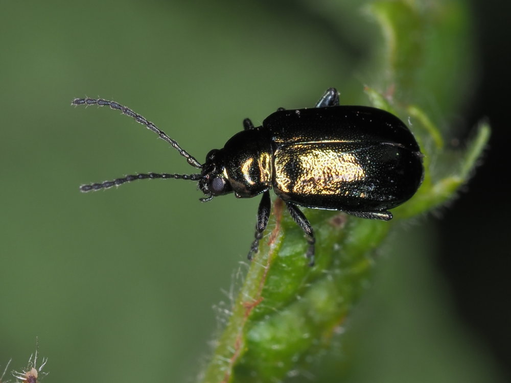 Chrysomelidae: Altica sp.