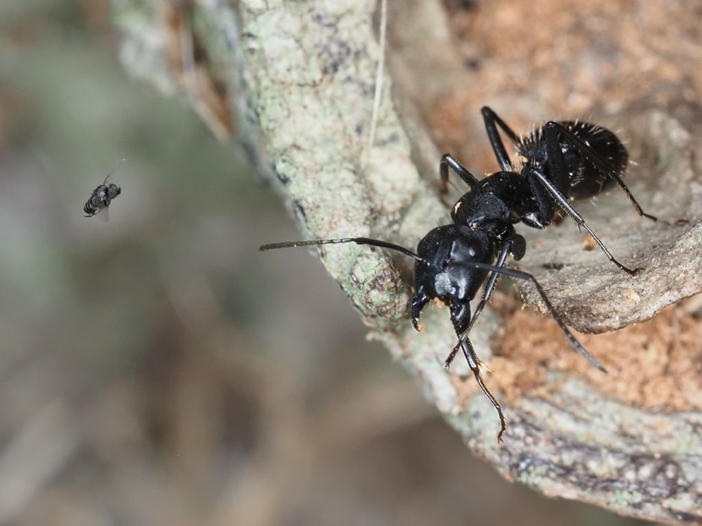 Phoridae in azione