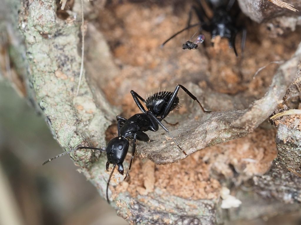 Phoridae in azione