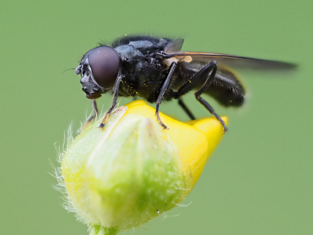 Syrphidae? Da identificare