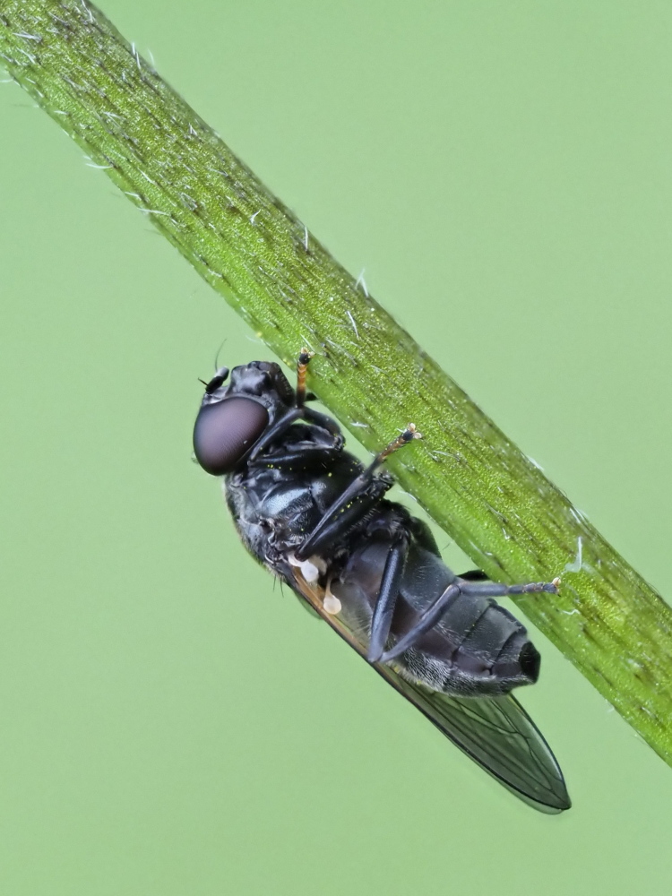 Syrphidae? Da identificare