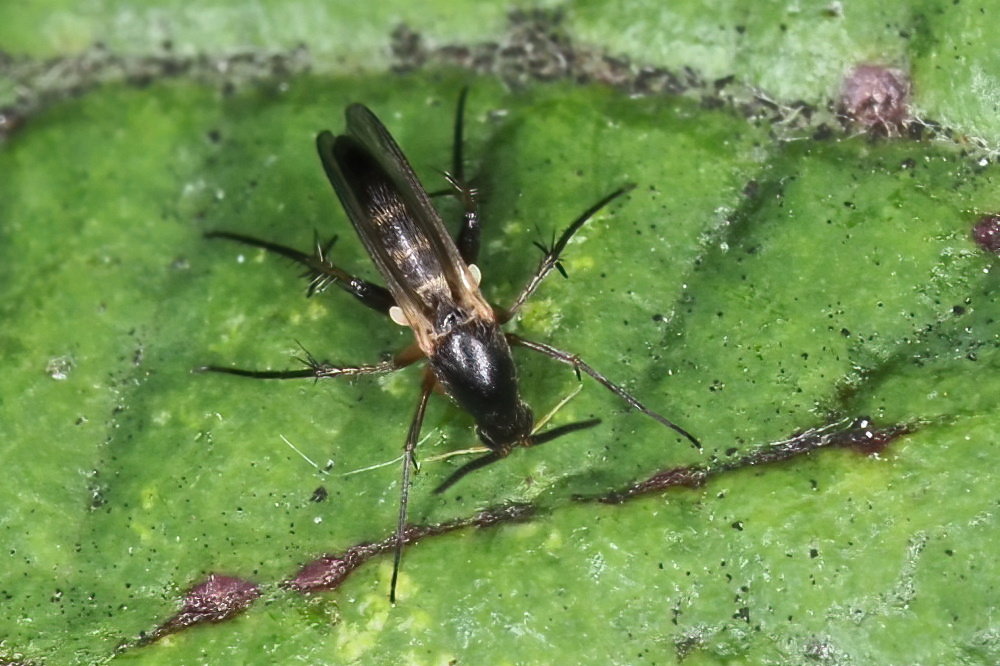 Mycetophilidae sp.