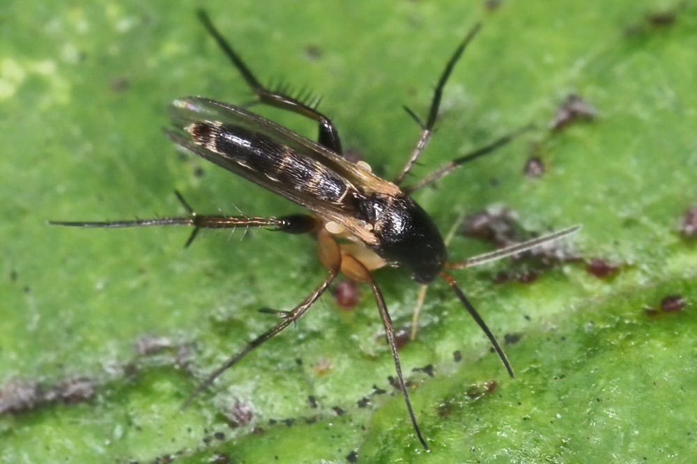 Mycetophilidae sp.