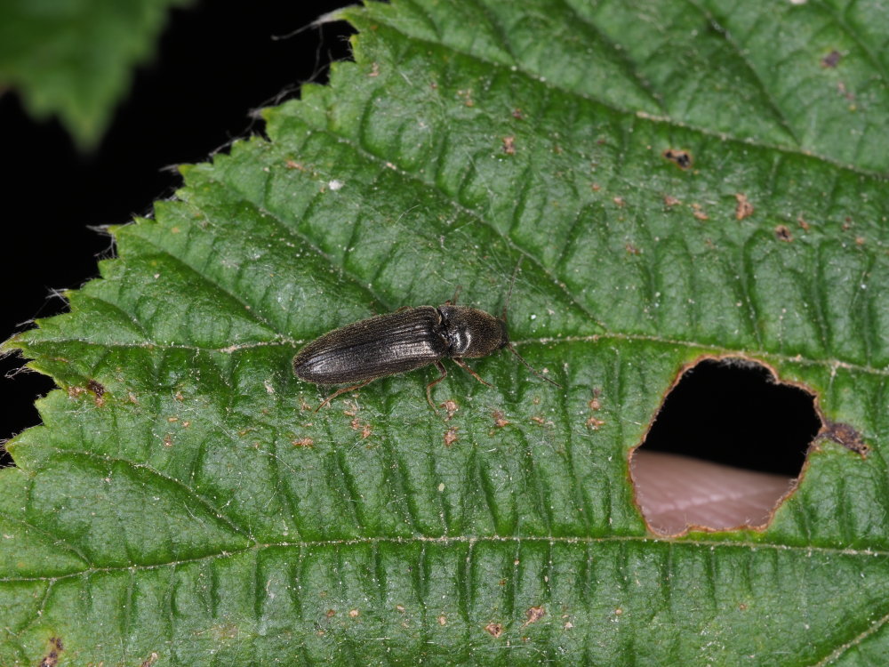 Elateridae: Nothodes parvulus