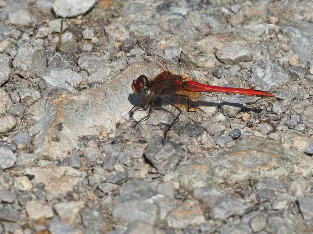 Da identificare 2: Sympetrum fonscolombii & sanguineum