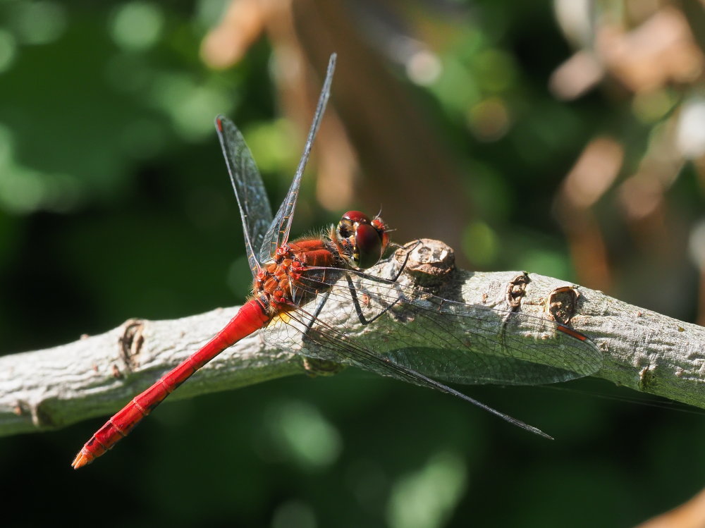 Da identificare 2: Sympetrum fonscolombii & sanguineum