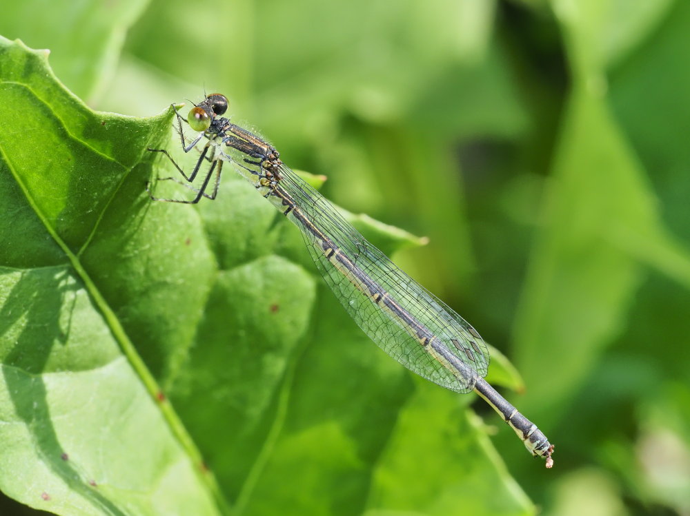 Da identificare 4: Erythromma viridulum