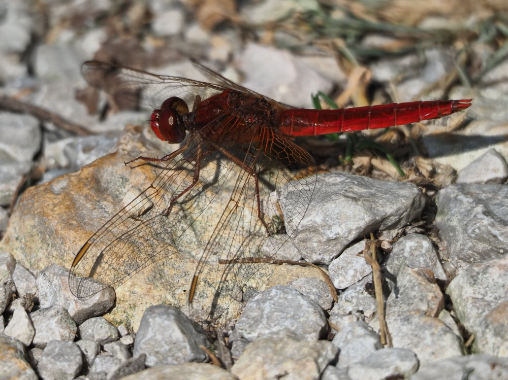 Da identificare 6: Crocothemis erythraea