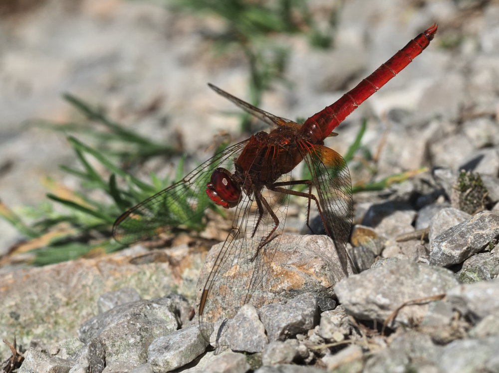 Da identificare 6: Crocothemis erythraea