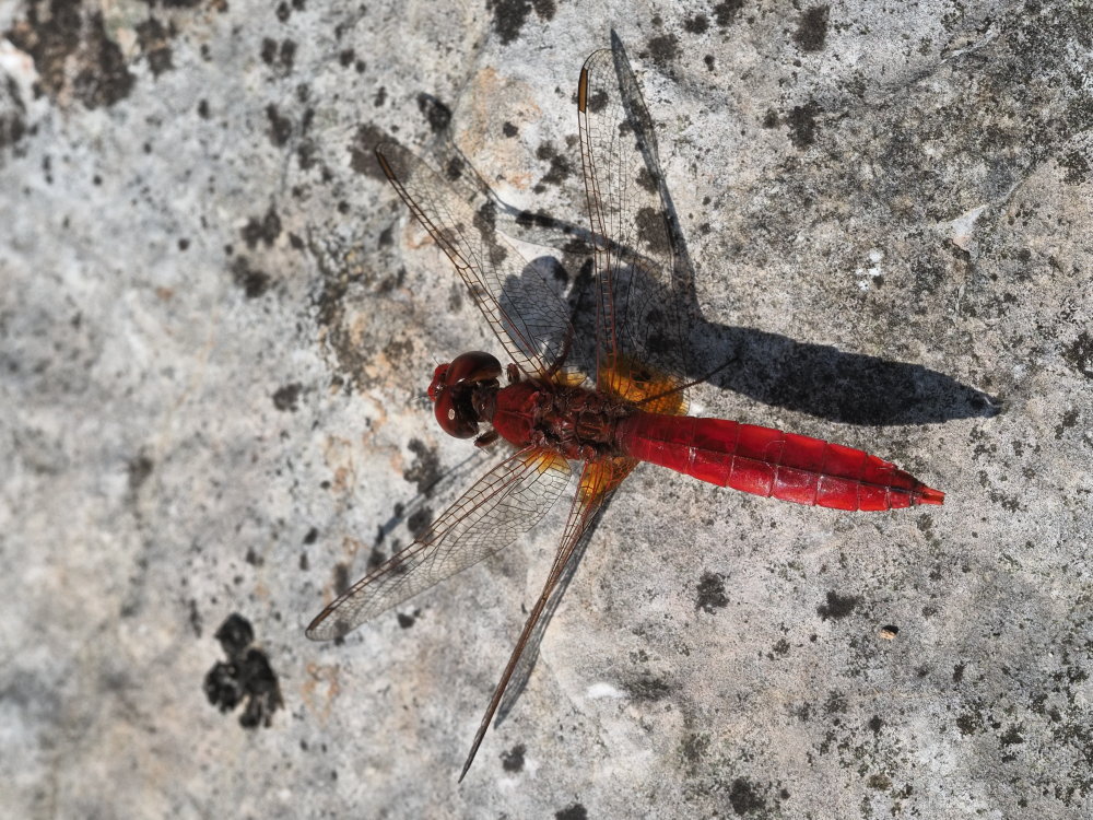 Da identificare 6: Crocothemis erythraea