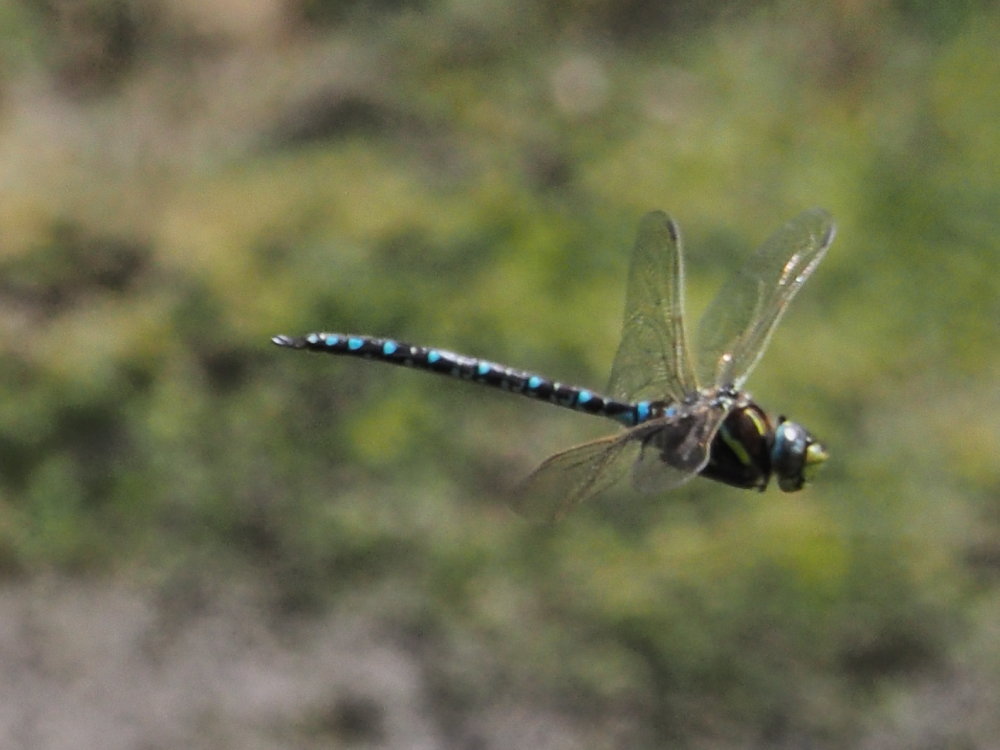 Da identificare 7: Aeshna juncea