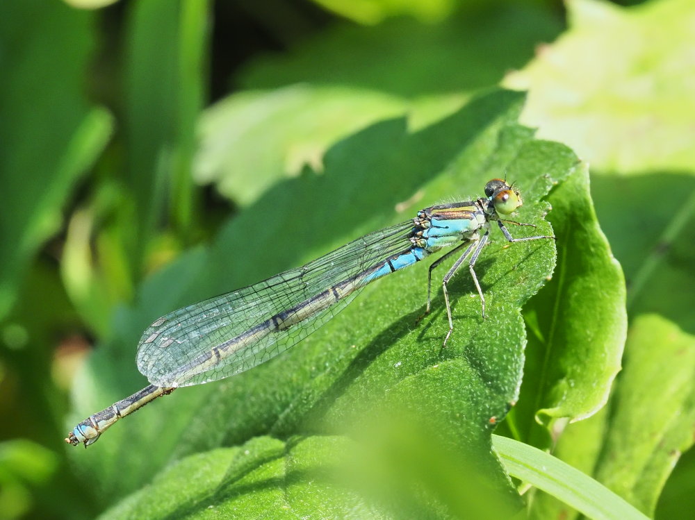 Da identificare 3: Erythromma viridulum