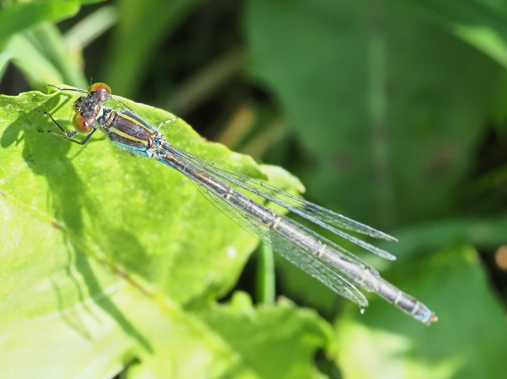 Da identificare 3: Erythromma viridulum