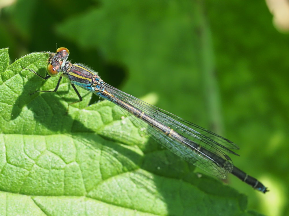 Da identificare 3: Erythromma viridulum