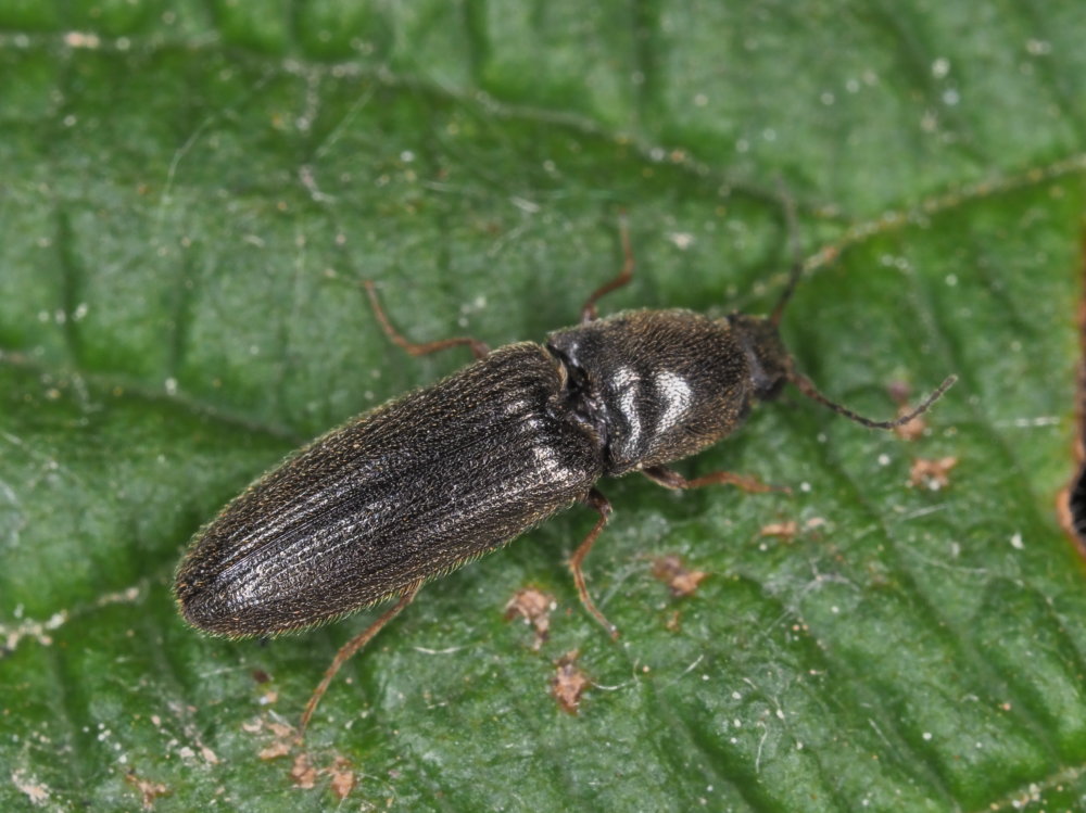 Elateridae: Nothodes parvulus