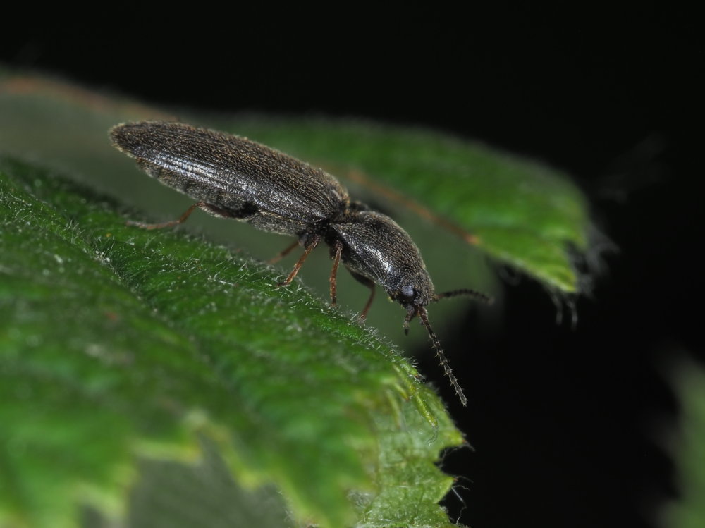 Elateridae: Nothodes parvulus