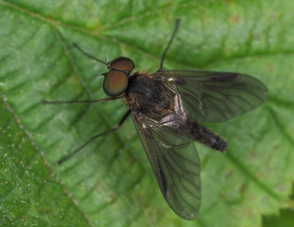 Rhagionidae: Crysopilus sp.