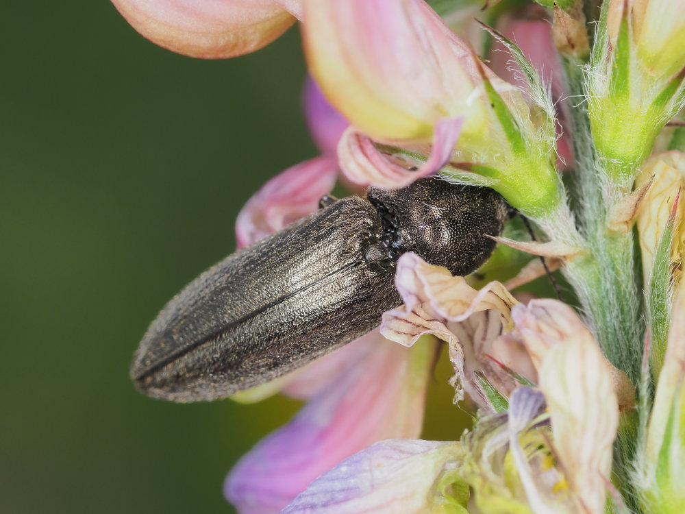 Elateridae: Cidnopus pilosus