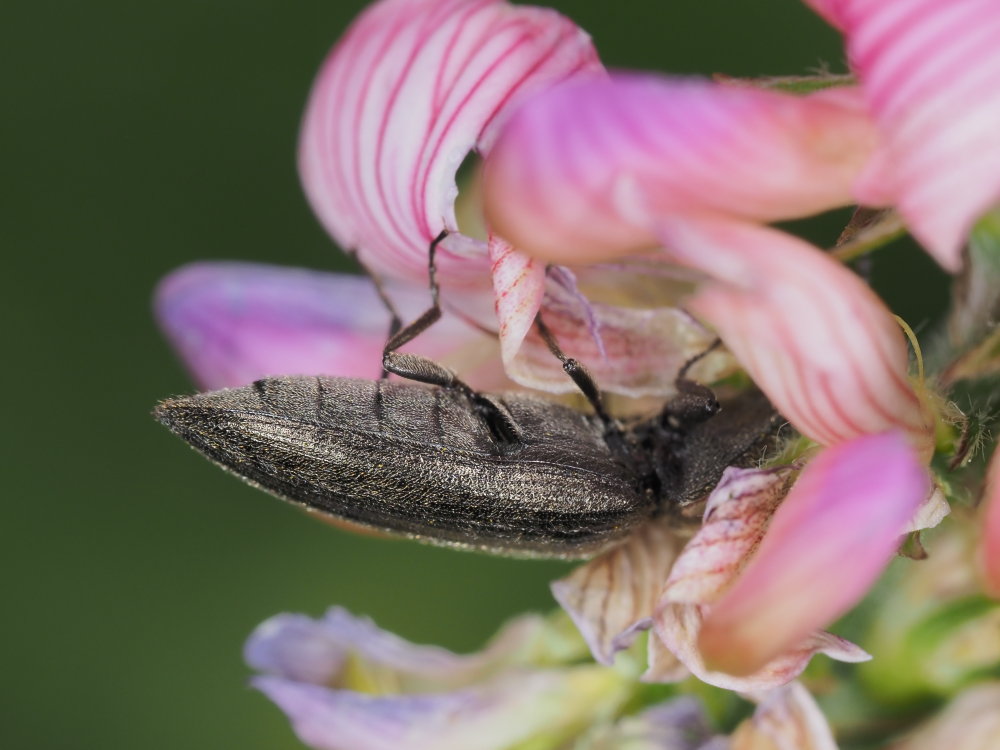 Elateridae: Cidnopus pilosus