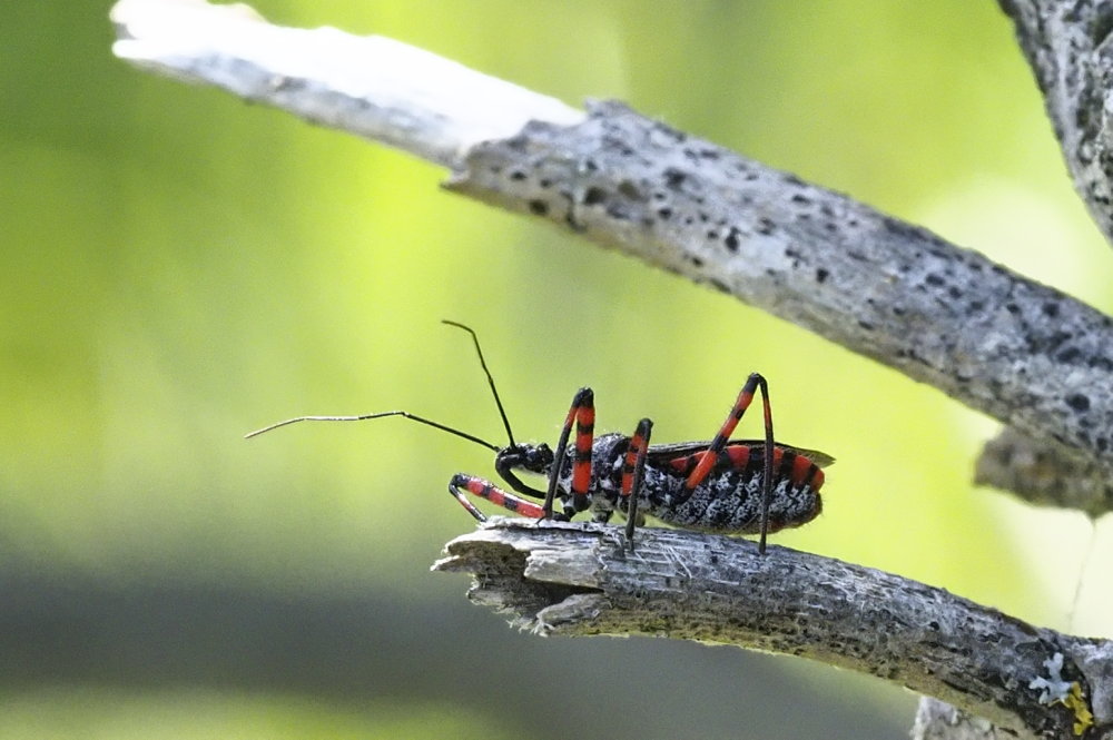 Reduviidae: Sphedanolestes cingulatus?  S