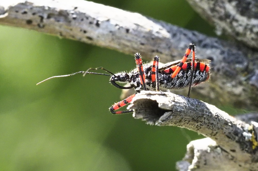 Reduviidae: Sphedanolestes cingulatus?  S