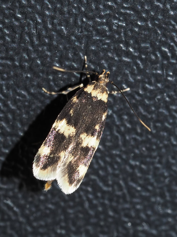 Autostichidae:  Oegoconia cfr. deauratella