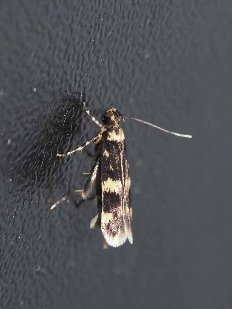 Autostichidae:  Oegoconia cfr. deauratella