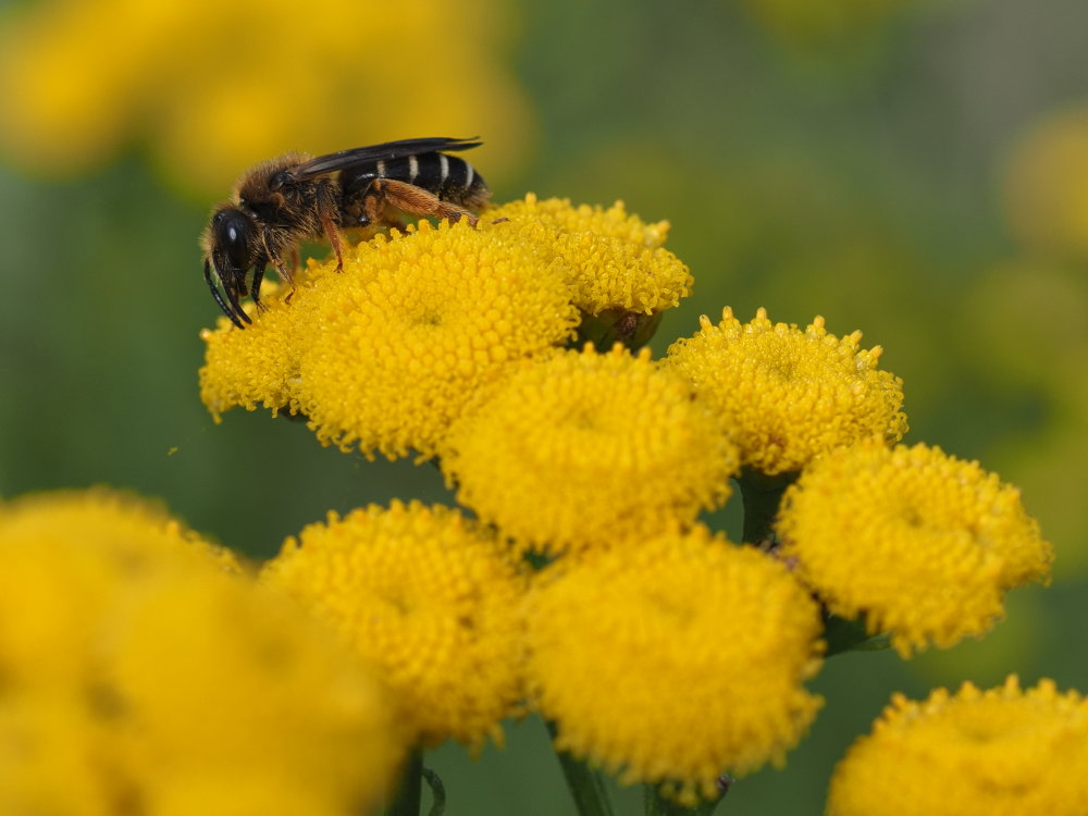 Halictus rubicundus (Apidae Halictinae)