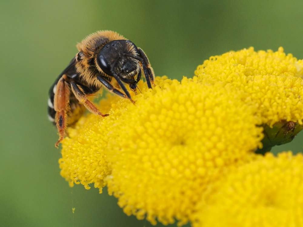 Halictus rubicundus (Apidae Halictinae)