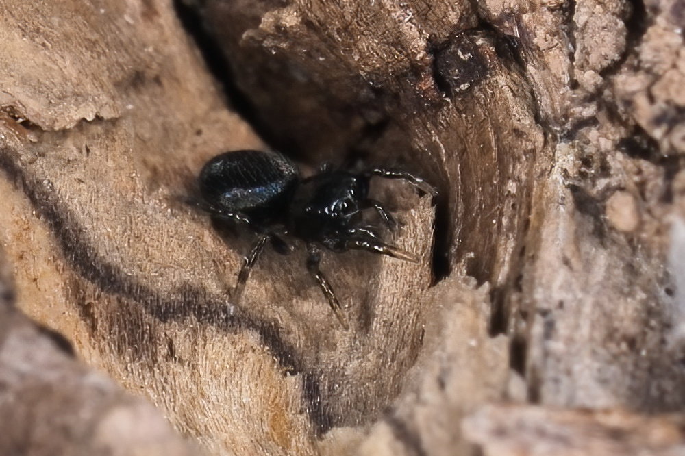 Salticidae: cfr. Chalcoscirtus sp.