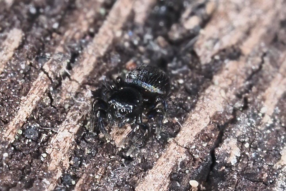 Salticidae: cfr. Chalcoscirtus sp.