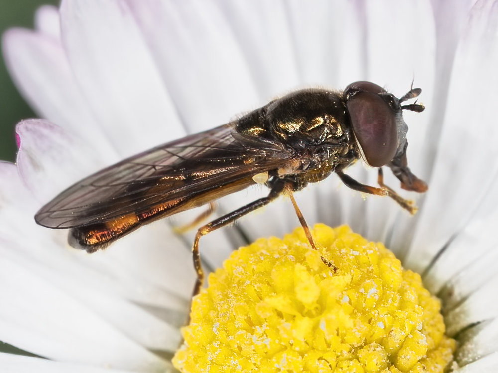 Syrphidae da identificare