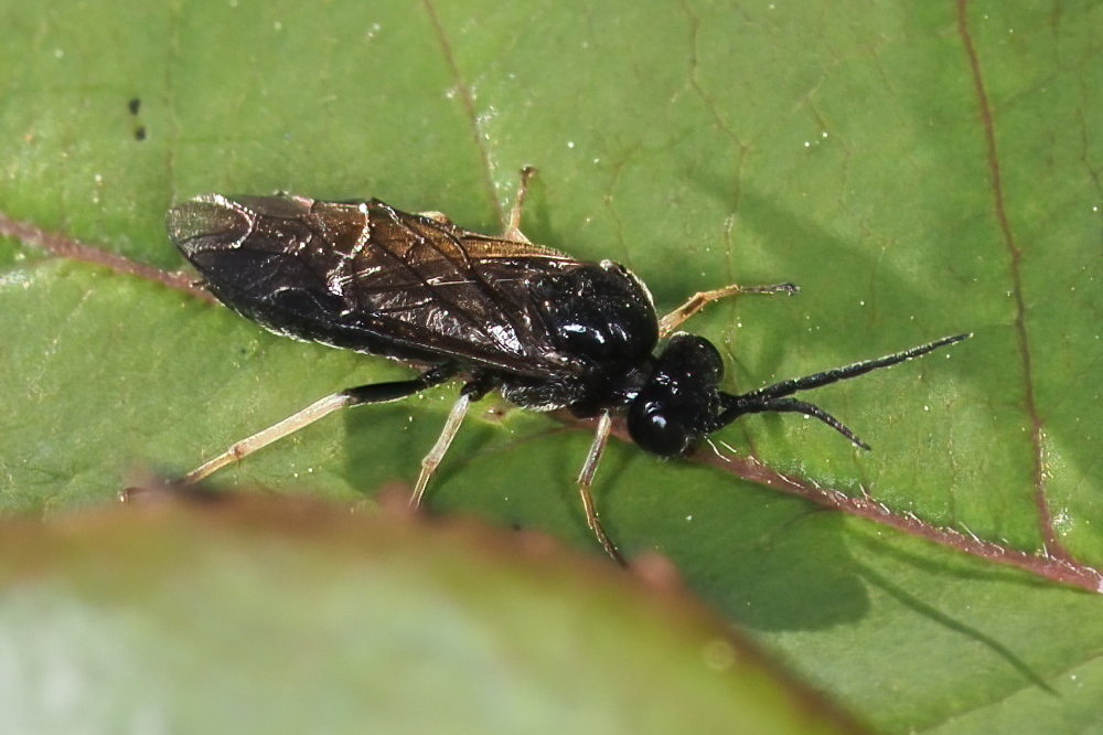 Tenthredinidae da identificare 1