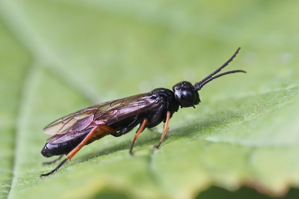 Tenthredinidae da identificare 2