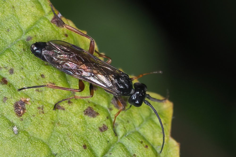 Tenthredinidae da identificare 2