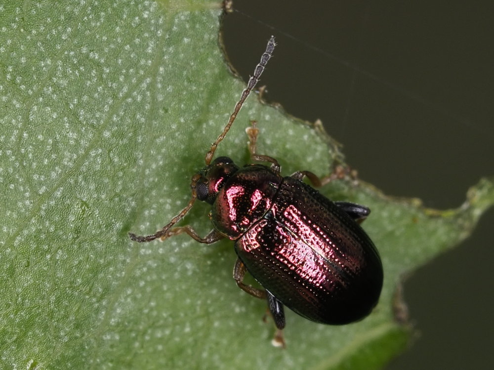 Chrysomelidae: Crepidodera aurea