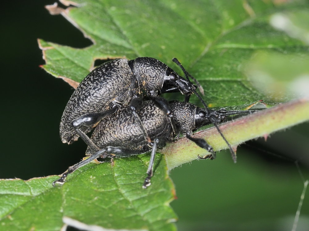 Curculionidae  da identificare