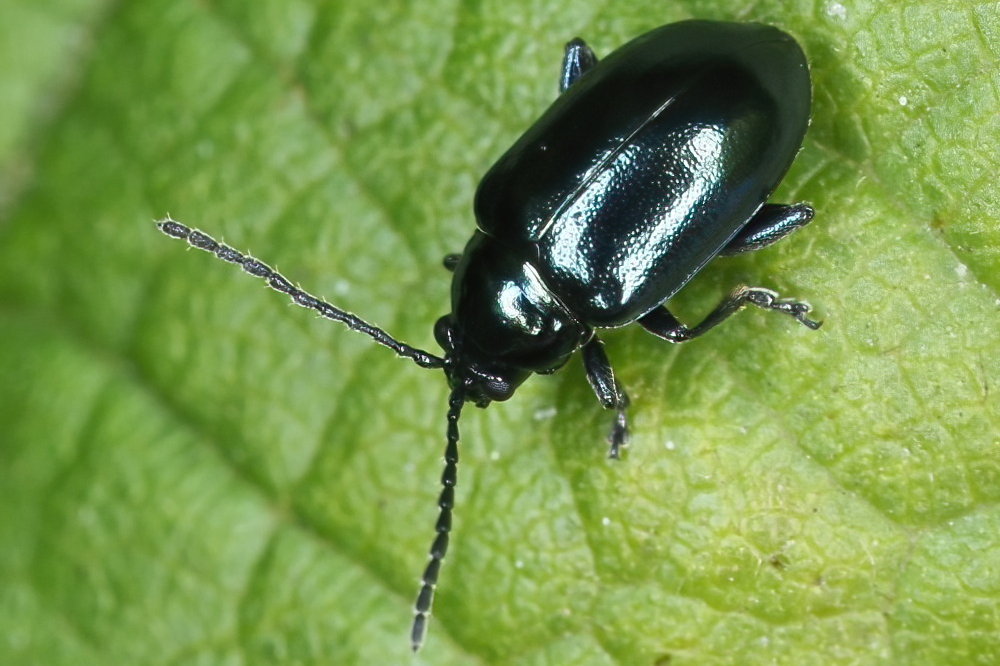 Chrysomelidae: Altica sp.