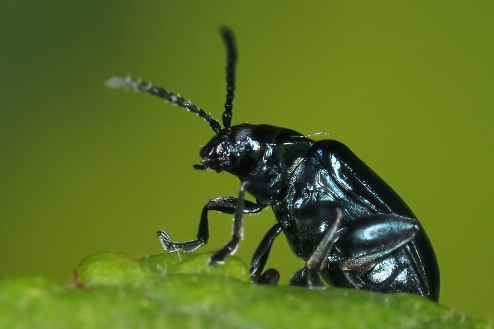 Chrysomelidae: Altica sp.