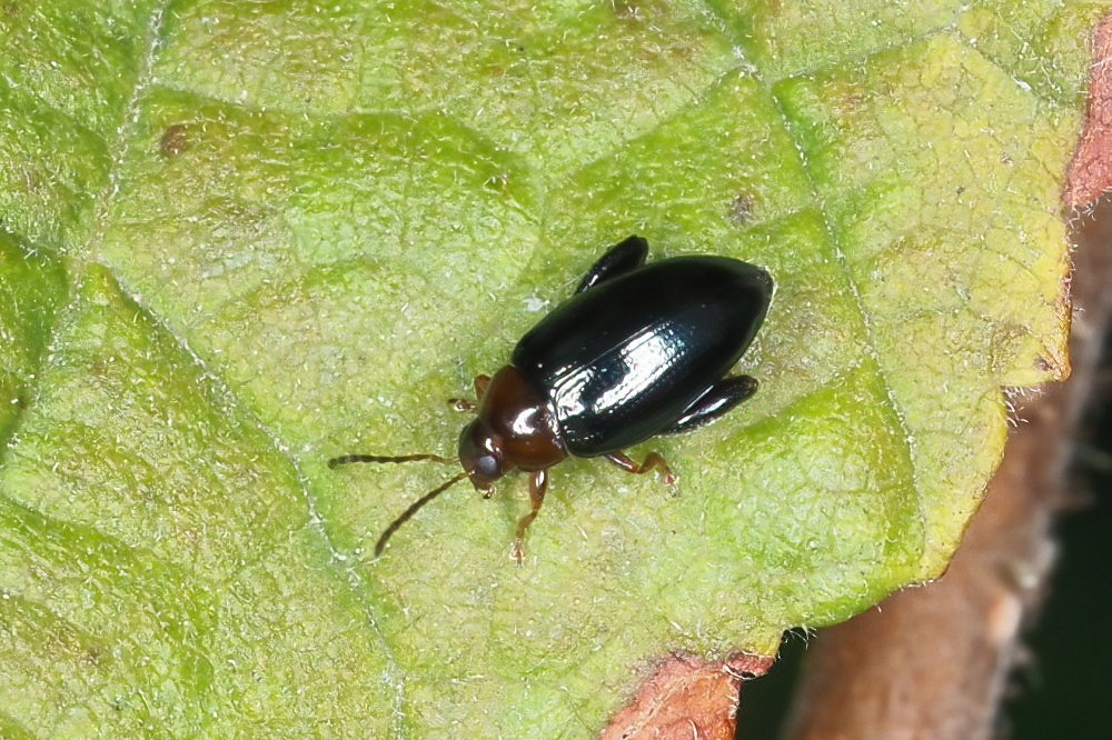 Chrysomelidae: Psylliodes sp.