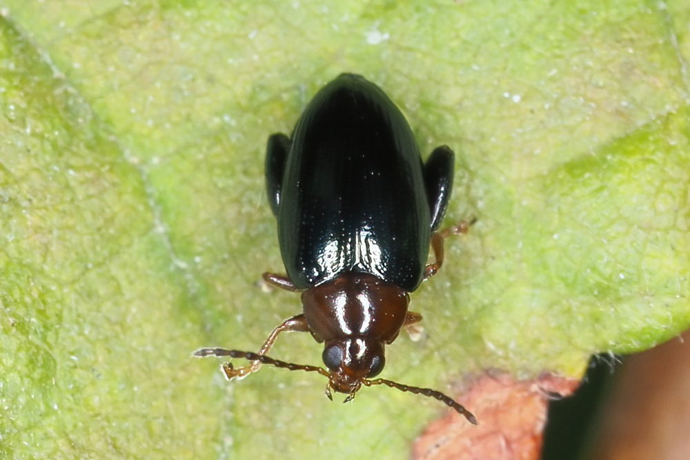 Chrysomelidae: Psylliodes sp.