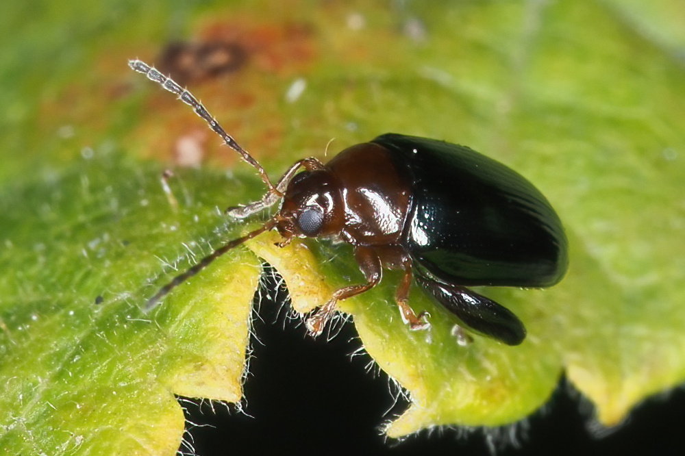 Chrysomelidae: Psylliodes sp.