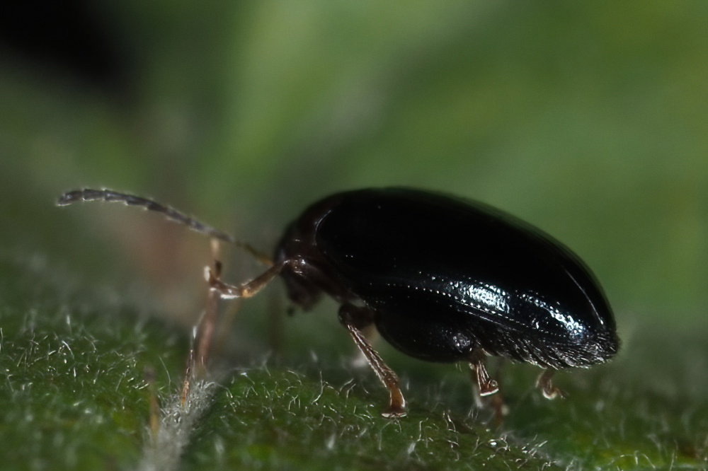 Chrysomelidae: Psylliodes sp.