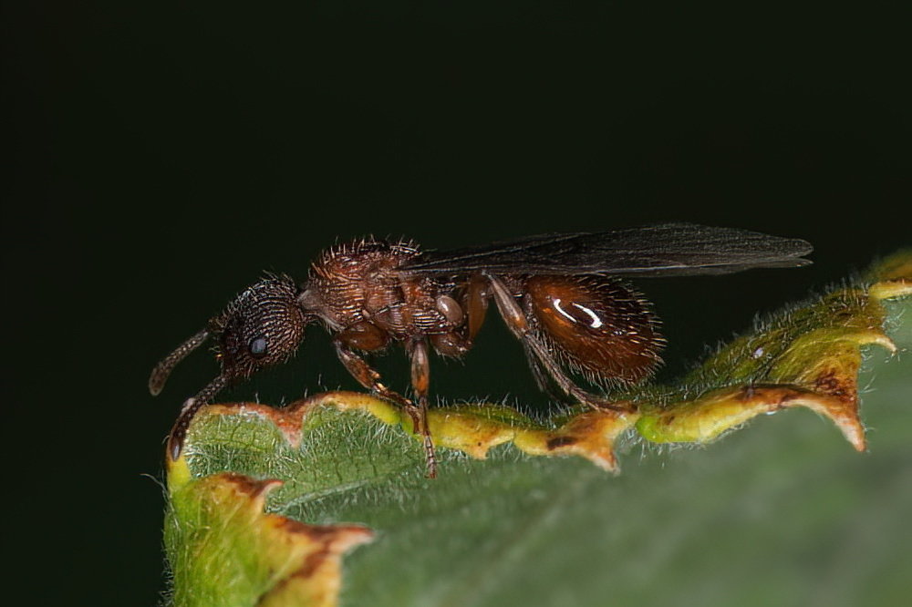 Formicidae da identificare