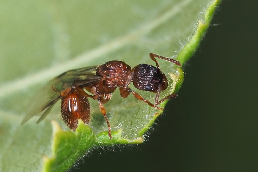 Formicidae da identificare