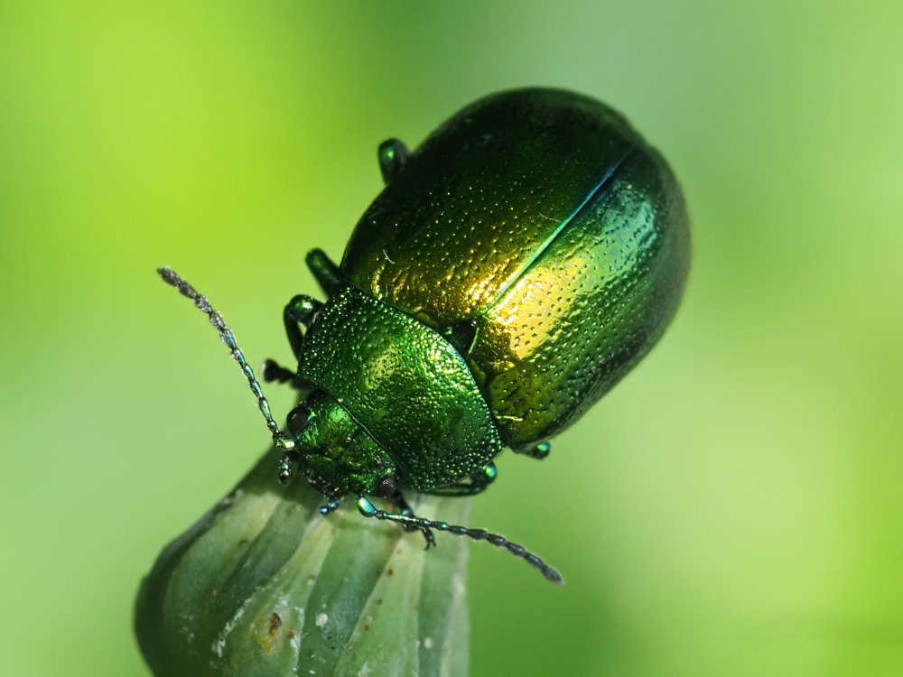 Chrysolina herbacea?  S