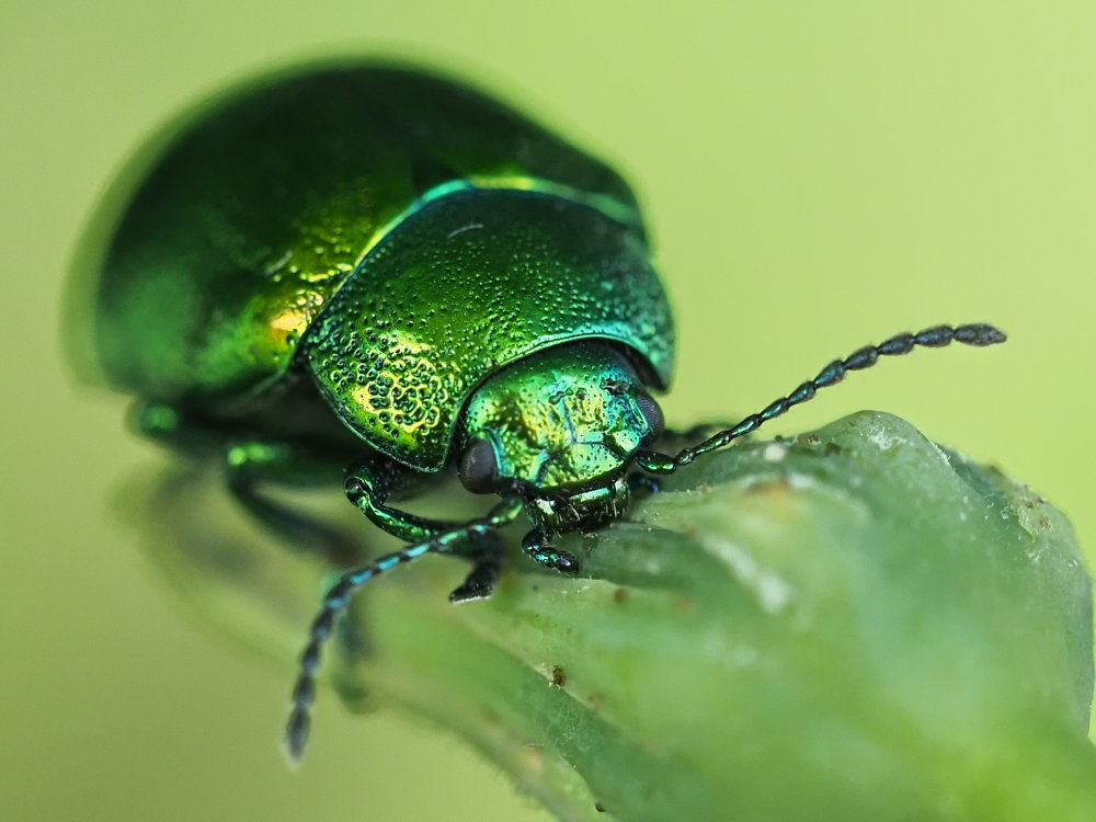 Chrysolina herbacea?  S